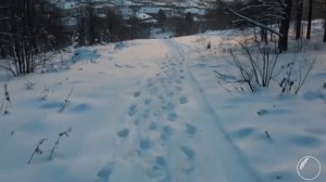 СНЕЖНАЯ ТРОПИНКА