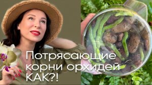 Здоровье корней-коней; ОРХИДЕЯ с торф стаканом в ЗС-что с ней?! ПОЛИВ