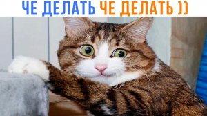 БЛИИН, ЧЕ ДЕЛАТЬ ЧЕ ДЕЛАТЬ ))) Приколы с котами | Мемозг 1714