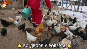 Содержание кур в домашних условиях и других птиц во дворе у Роберта 🐣🐤🦆🐔🪿🦃 (399)