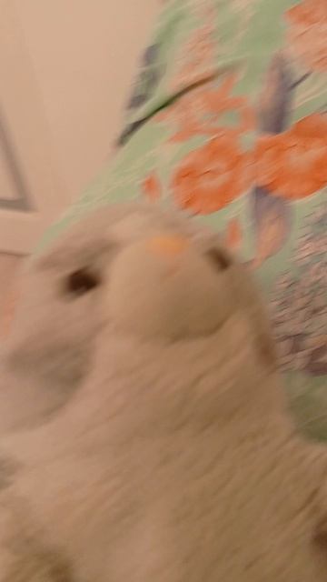 Персик теперь в квартире но сним что-то не так