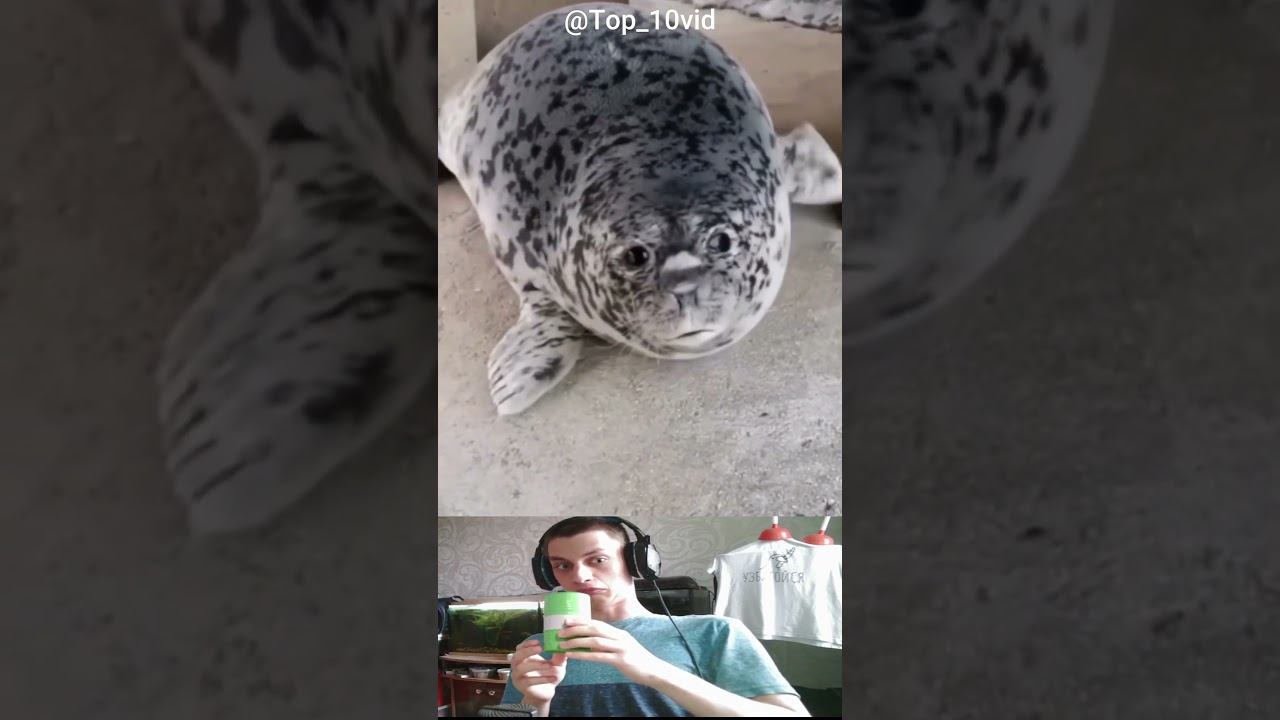 Cute seals :з смотреть онлайн