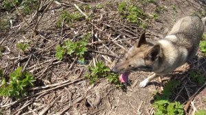 Металлокоп там же где были геологи,нашёл запчасти трактора ДТ-75 и его фрагменты