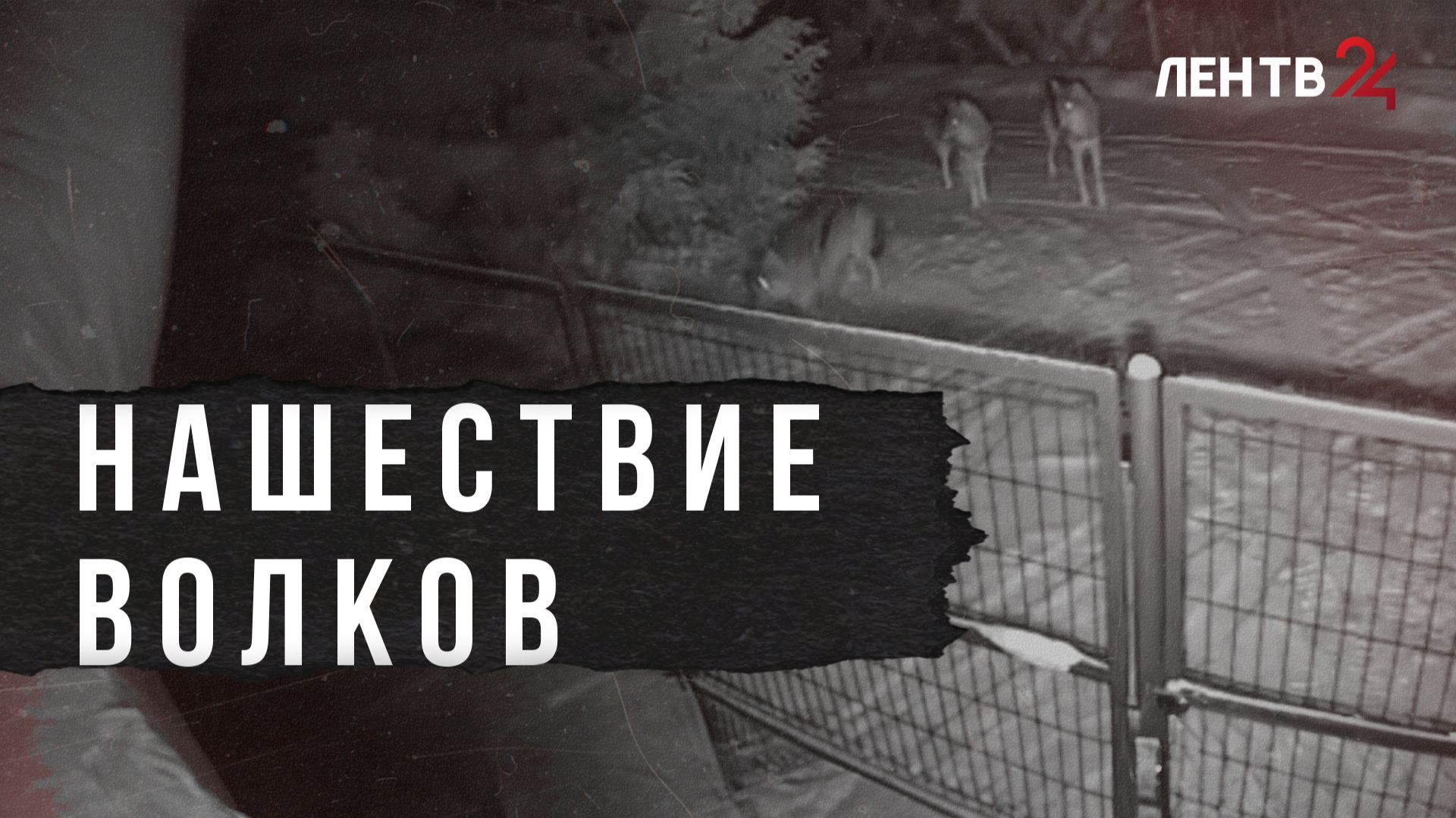 В Лужском районе участились случаи выхода волков в жилой массив смотреть онлайн