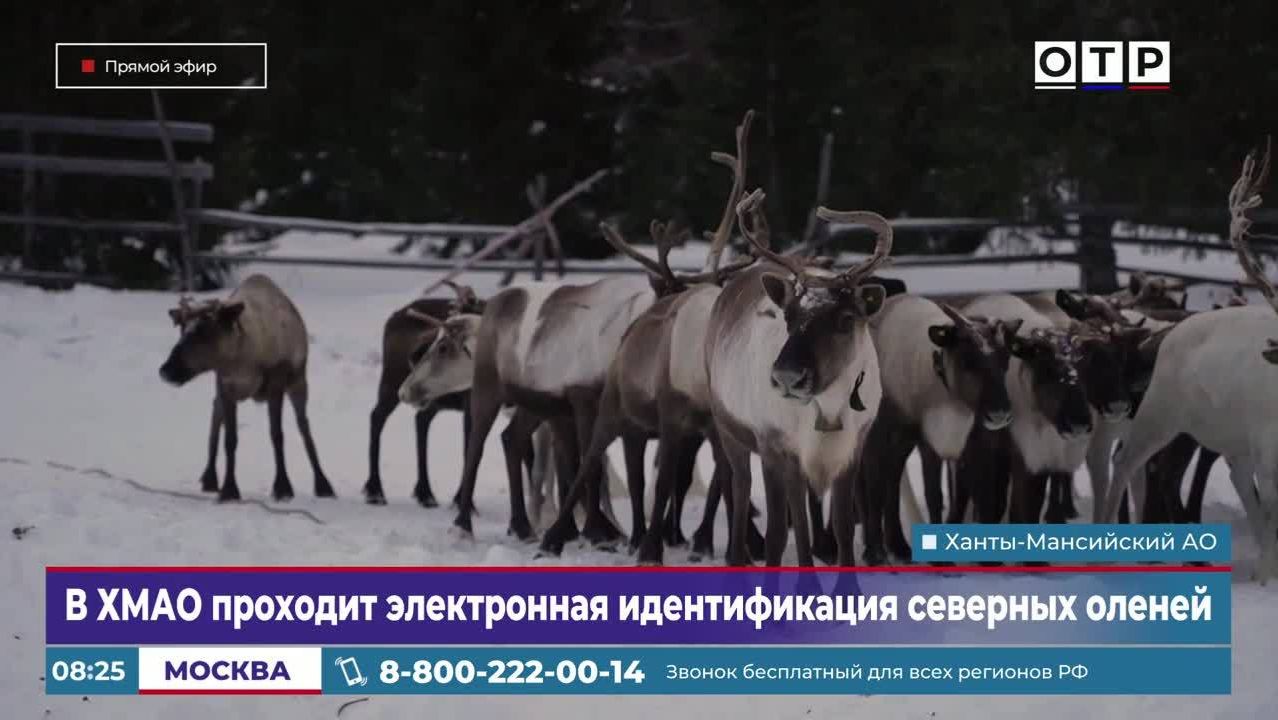 В ХМАО проходит электронная идентификация северных оленей смотреть онлайн