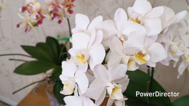 Цветение орхидей в январе 2026 г. Продолжение. смотреть онлайн