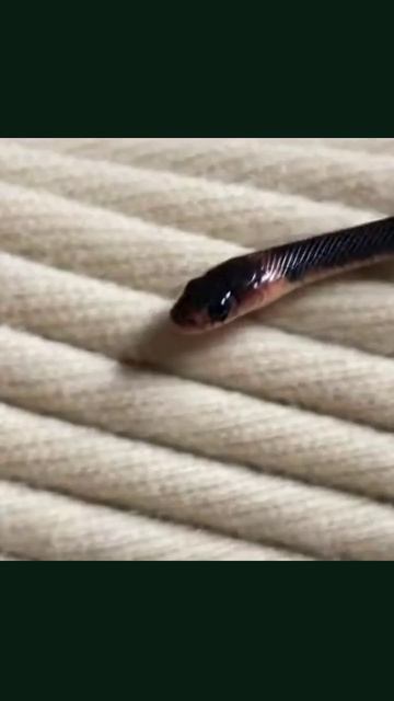 #микроживотные #микроэкосистемы #микробиология #познавательныевидео #редкиеорганизмы #животныймир