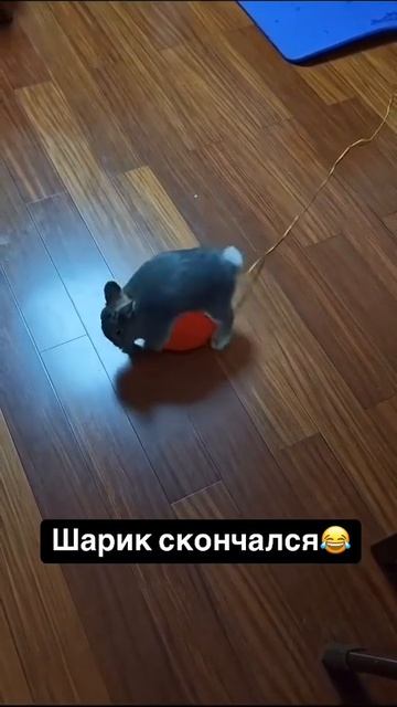 Шарик скончался смотреть онлайн