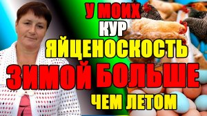 У моих кур яйценоскость ЗИМОЙ ЛУЧШЕ, ЧЕМ ЛЕТОМ.