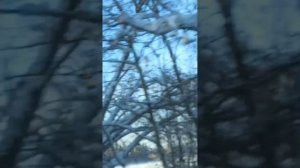 Снежный январь 2026 + красивая песня -Дорога