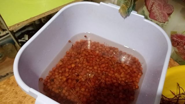 Калина и боярышник смотреть онлайн