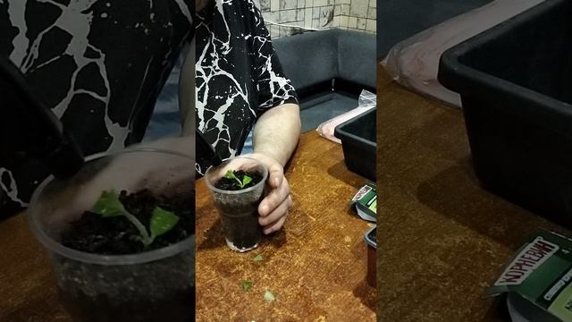 черенкование гортензии смотреть онлайн