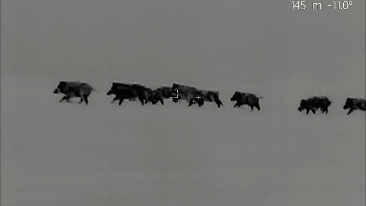 Охота на кабана.Столько зверя я еще не видел.Добыл отличный трофей.Boar hunting.I got a great trophy смотреть онлайн