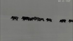 Охота на кабана.Столько зверя я еще не видел.Добыл отличный трофей.Boar hunting.I got a great trophy