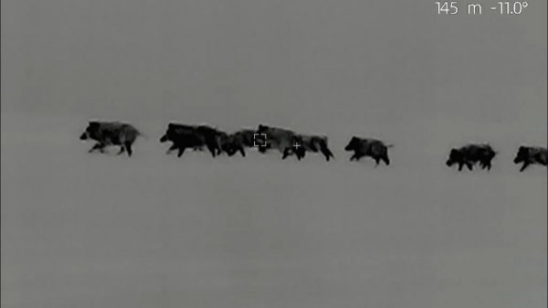 Охота на кабана.Столько зверя я еще не видел.Добыл отличный трофей.Boar hunting.I got a great trophy