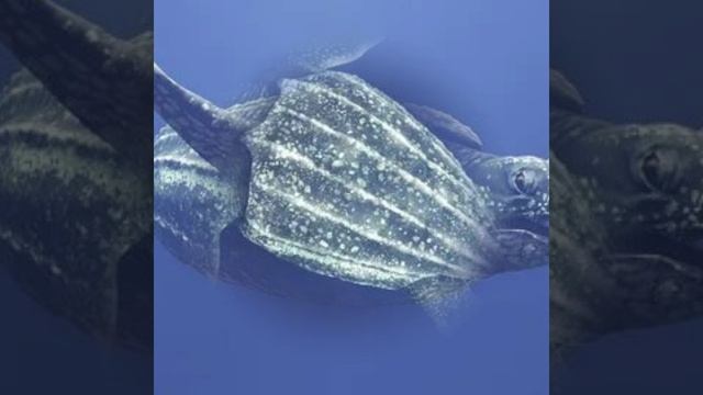 Кожистая черепаха