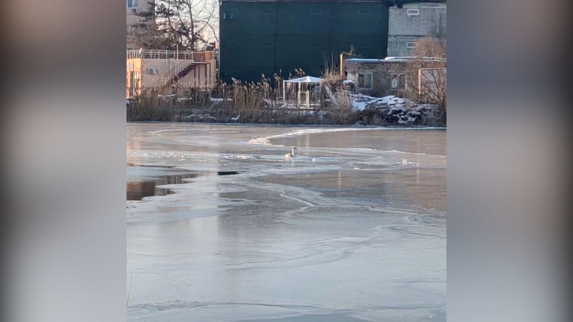 В Анапе прошла операция по спасению лебедя смотреть онлайн