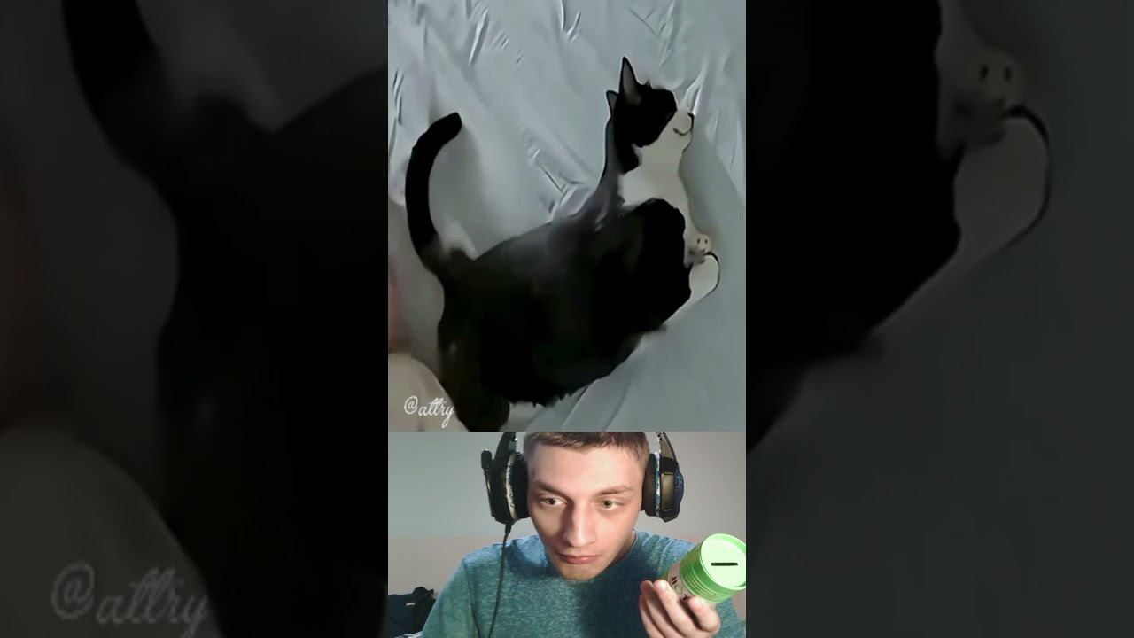 Кот погиб !? смотреть онлайн