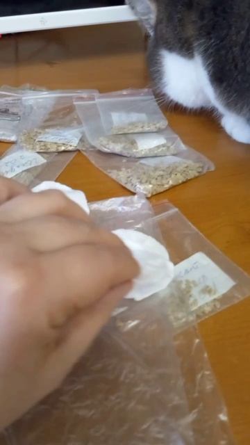 Не покупайте новые семена, пока не проведете тест! 🌱