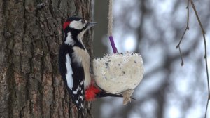 Прибежали белки. И дятел на шаре. Зарисовка