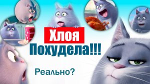Тайная жизнь домашних животных продолжение смотреть онлайн