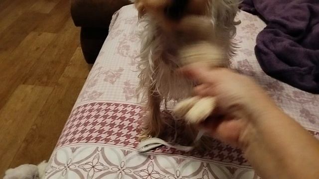 #йоркширский терьер Кики, игра