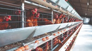 Компания ТЕХНА предлагает современное оборудование для промышленного птицеводства