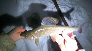 Зимняя рыбалка на Печоре № 15  Приятный сюрприз