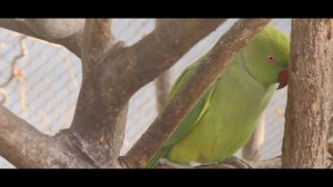 Дубай 9 января 2026 Сафари-парк часть 2. Возвращение на автобусе F10