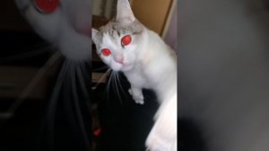 Котик