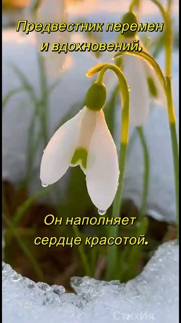 Подснежник