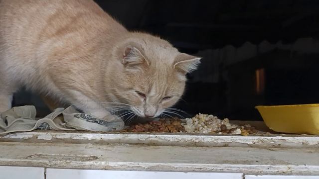 Абрикосик Кокосик смотреть онлайн