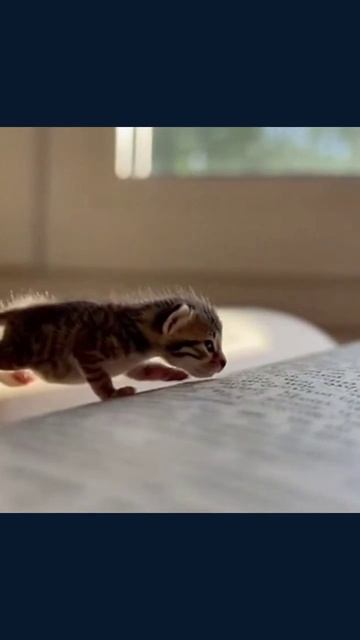 #миниживотные #устойчивыймир #животныесегодня #зоолюбители #минипитомцы #животныймир