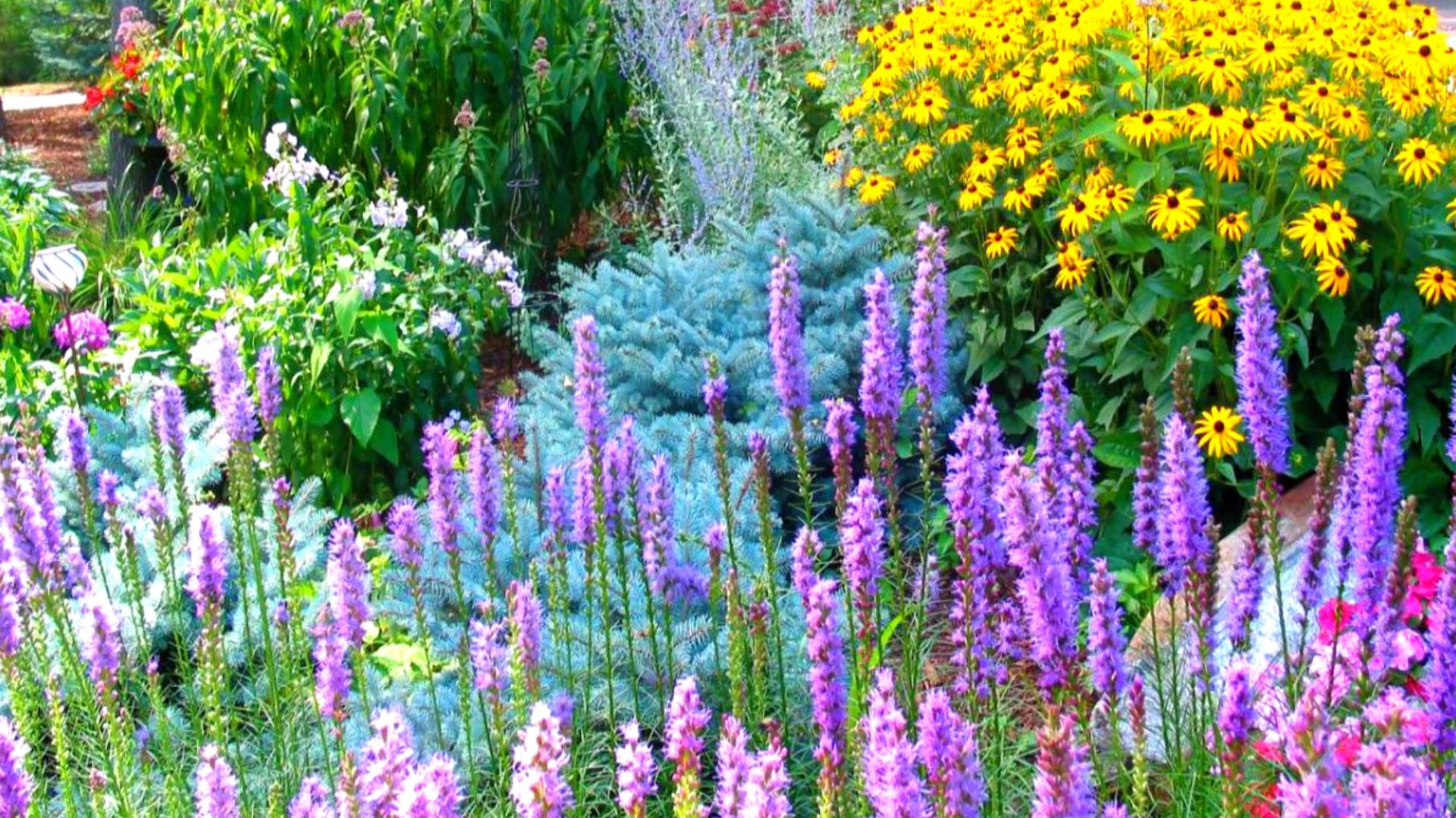 Как создать клумбу цветущую все лето: посадите эти цветы и любуйтесь красивым цветением все лето смотреть онлайн