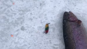 поимка форели на блесну