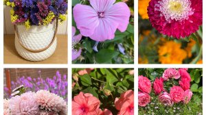 Выбор семян цветов на сезон 2026!