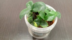 Пересадка замиокулькаса