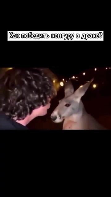 Как победить кенгуру в драке смотреть онлайн