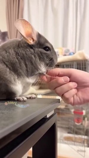 Видео от МЯУтаверс – как метавселенная, но с котами