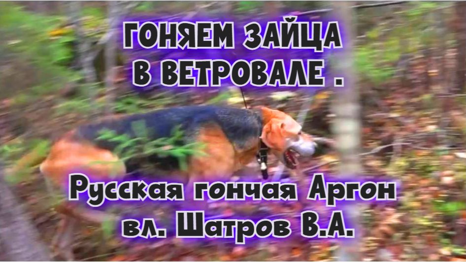 ГОНЯЕМ ЗАЙЦА В ВЕТРОВАЛЕ .Русская гончая Аргон вл. Шатров В.А.#охотасгончей#собака#топ#hunting смотреть онлайн