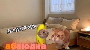 Мемы #мемы #круто #эта #идеально #видео #топ #рейтинг #рутуб #абаюдна