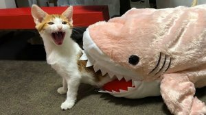 СМЕЙСЯ ДО СЛЁЗ 🤣 ВЕСЕЛАЯ ПОДБОРКА ПРИКОЛОВ С ЖИВОТНЫМИ😁