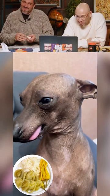 По морде-лица сразу видно что не ела!!!😂 🤣 смотреть онлайн