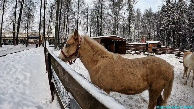 Контактный зоопарк! Внуково Аутлет!🤗🤗🤗