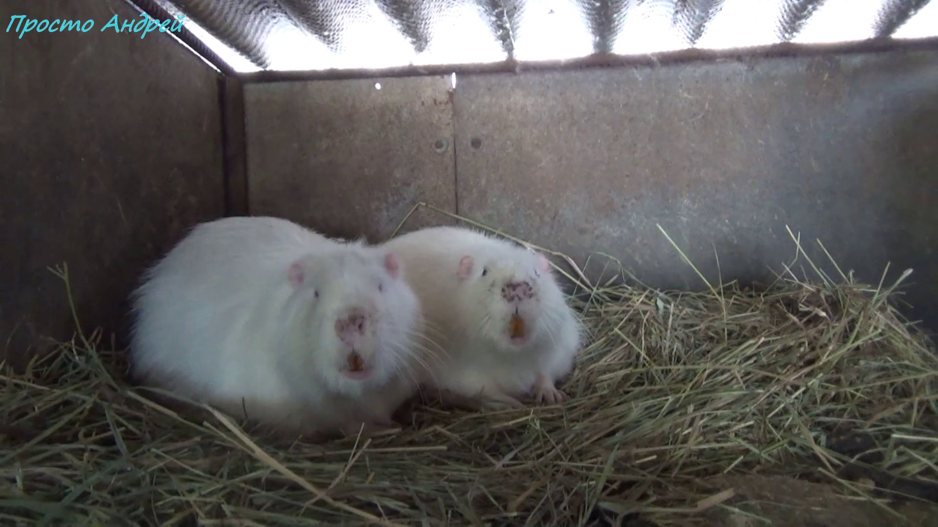 Нутрия замерзает