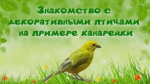 Канарейка. Пение канарейки. Знакомство с декоративными птицами на примере канарейки.