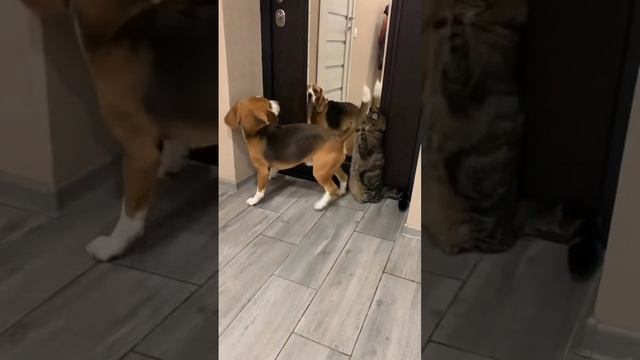 смешные животные.mp4 смотреть онлайн