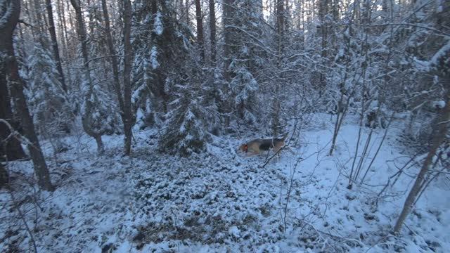 РГ Побудка (Стрелка) (3 года 8 месяцев) ВПКОС 7132/24. Охота на зайца беляка. День промахов