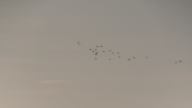 Мурмурация птиц над Чёрным морем в Сочи зимой смотреть онлайн