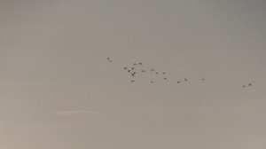 Мурмурация птиц над Чёрным морем в Сочи зимой